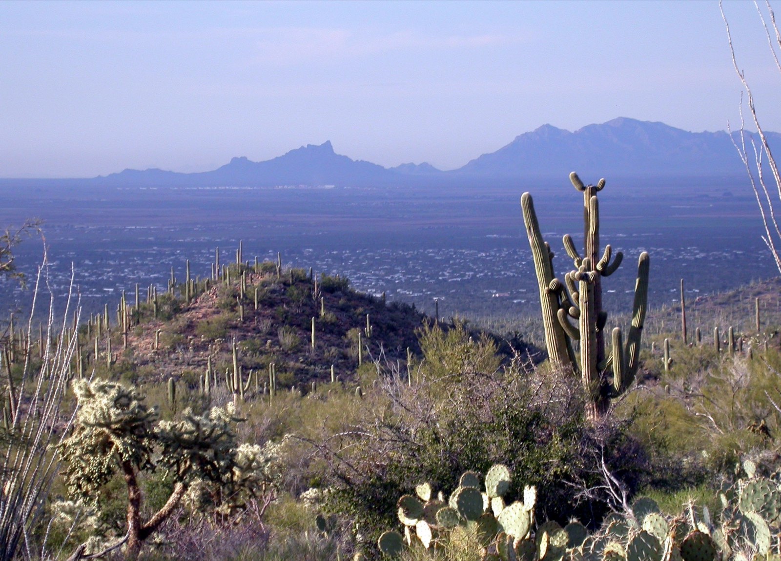 Saguaro cactus landscape near Tucson, Arizona